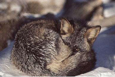 《明末：渊虚之羽》全新预告 背景世界观动画欣赏